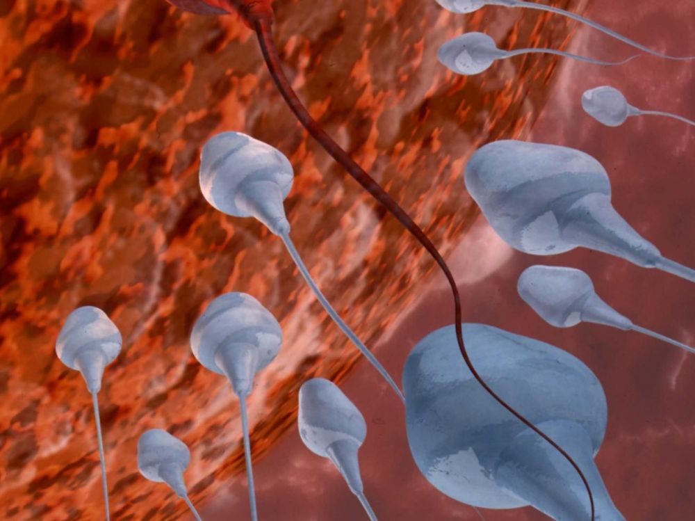 Sperme sur les seins