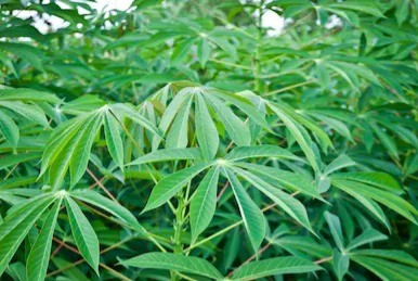 Comment combattre l'anémie à partir des feuilles de manioc ?