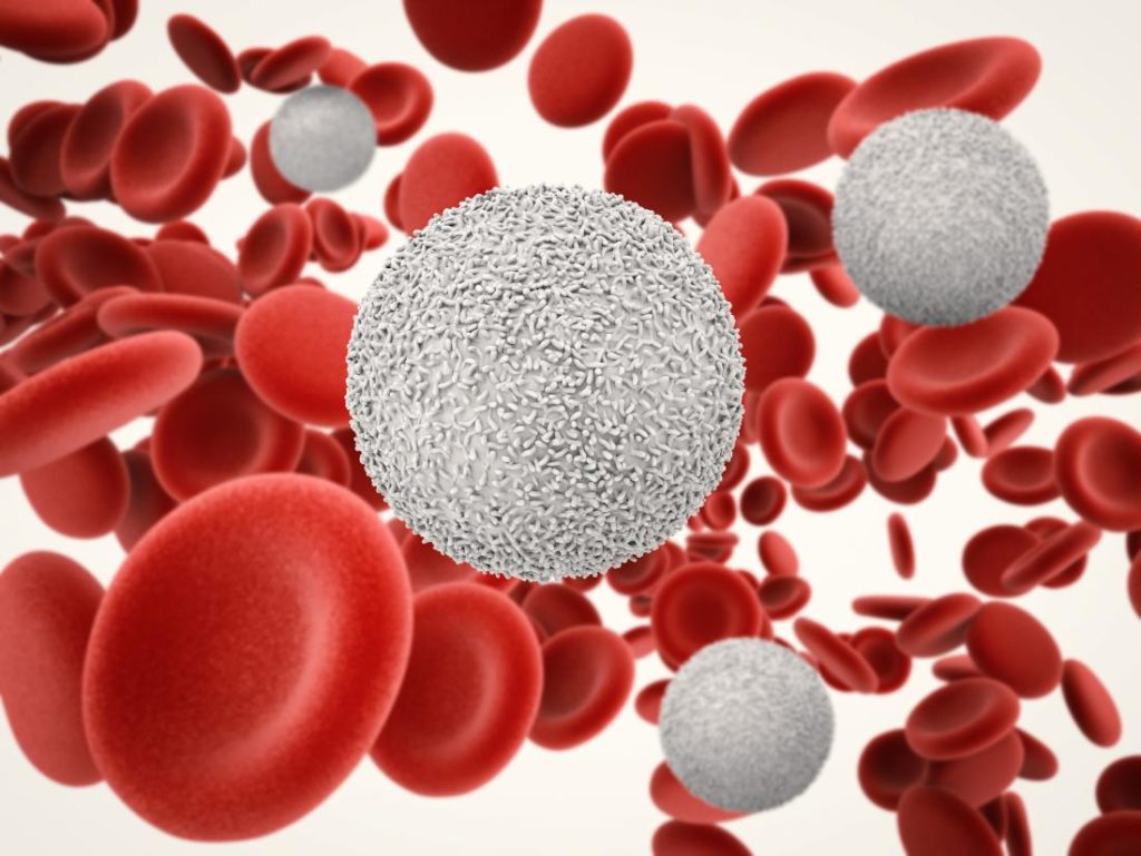 Comment s'active  des lymphocytes  T4 pour le système immunitaire?