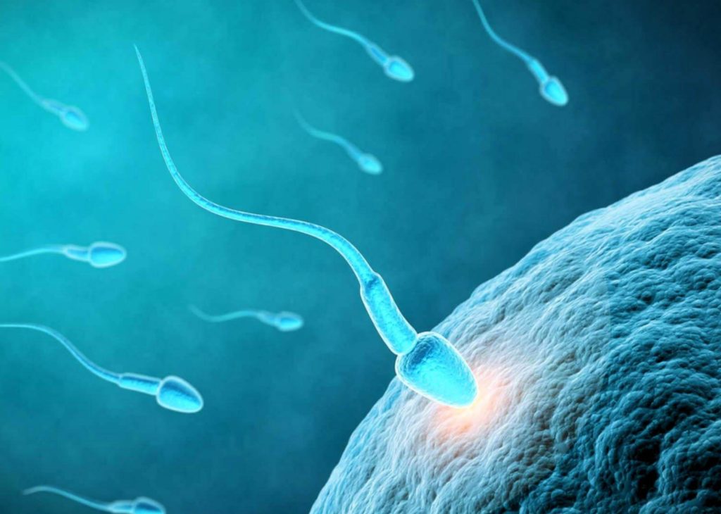 Recette naturelle à base Adénia Lobata pour augmenter le nombre de spermatozoïdes