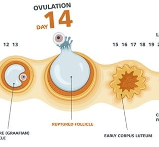 Comment stimuler l'ovulation de façon naturelle ?