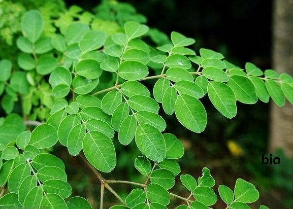 Comment utiliser les feuilles de Moringa pour soigner la drépanocytose ?