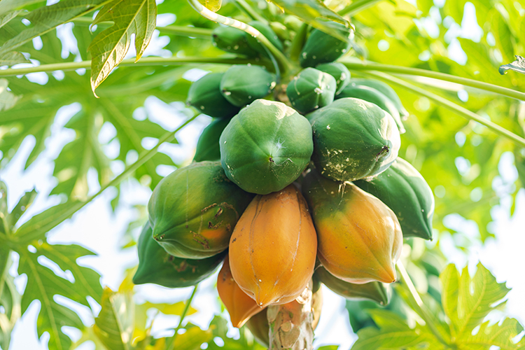 Les atouts nutritionnels le papayer