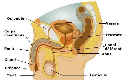 Traitement naturel varicocèle testiculaire