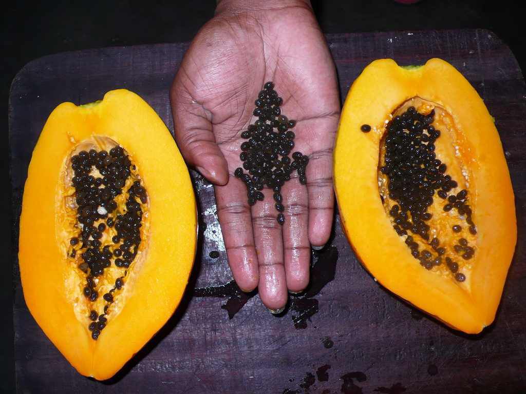 Grossir naturellement le pénis avec la graine de papaye et le beurre de karité