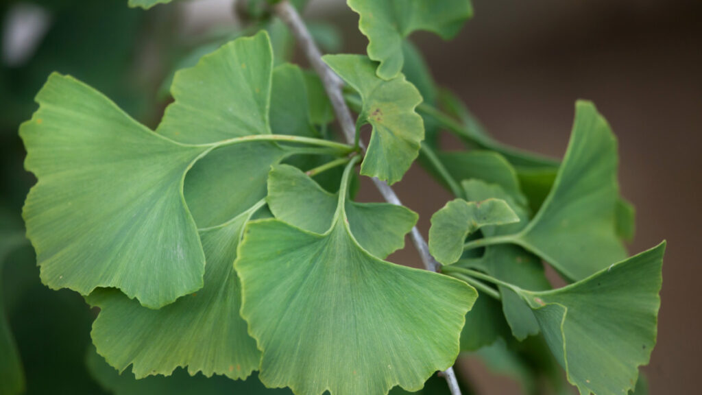 Le ginkgo biloba plante naturelle anti- cancer à découvrir