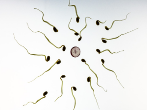 feuille pour rendre bien mobile les spermatozoïdes