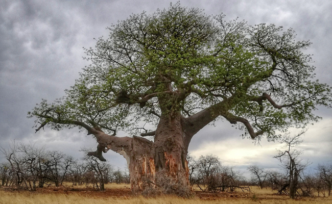 L’écorce de baobab pour grossir la pénis : voici le secret